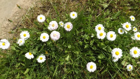 Маргаритки